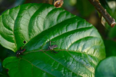 Böceğin fotoğrafı parlak yeşil bir çarşafta yapılır. Böcek doğal doğada yakın planda görülür. Resim, bir böceğin yaprağın üzerinde nasıl oturduğunu gösteriyor, ve ikincisi de onun altında..