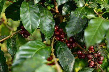 Olgun kahve, çiğ meyve.