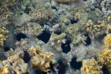 Fotoğraf deniz tabanını mercan kayalıklarında gösteriyor. Orada bir sürü deniz kestanesi görebilirsiniz. Atlantik Okyanusu biyolojik çeşitliliğini düşük gelgitte gösterdi. Deniz yaşamı onların doğal ortamında bulunur..