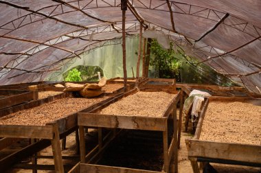 Dominik Cumhuriyeti dağlarında bir kahve çiftliğinde çekilmiş kahve çekirdekleri fotoğrafı. Kuru kahve fotoğrafı doku veya kahve üretim teknolojisi için mükemmeldir..