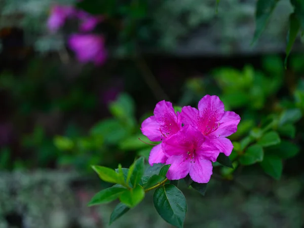 Exótica Flor Azálea Foi Encontrada Alto Das Montanhas República Dominicana — Fotografia de Stock