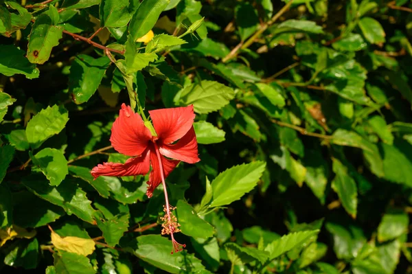 도미니카 공화국에서는 점없는 아침에 사진을 찍었습니다 사진은 자연광으로 찍었습니다 — 스톡 사진