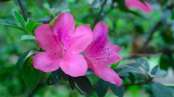 Квіти Азалії Були Знайдені Високо Горах Домініканської Республіки Фотографію Було — стокове фото