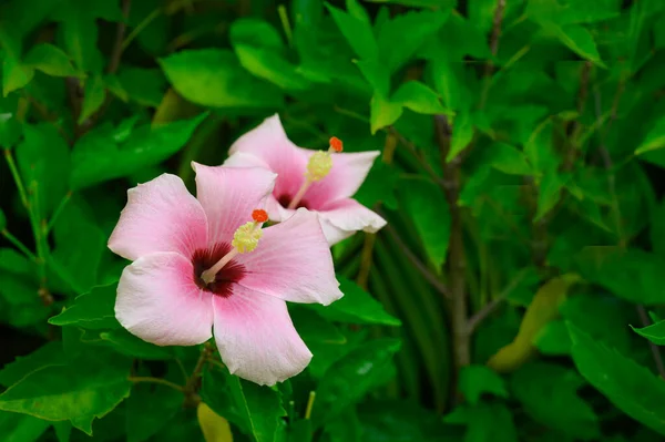 Photo Taken Dominican Republic April Early Cloudless Morning Photo Taken — Stock Photo, Image