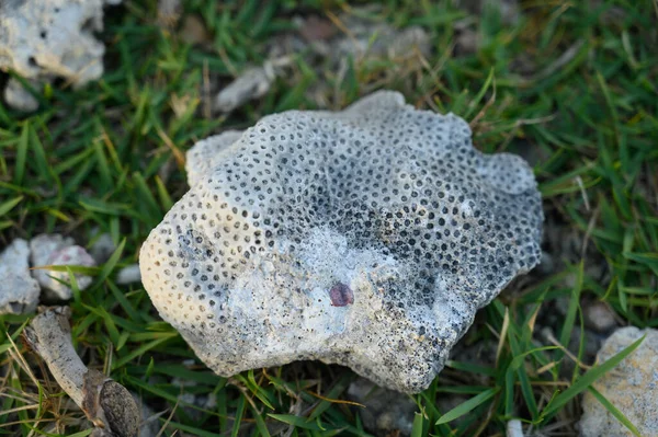 Foto Toont Een Groot Koraalrif Het Rif Heeft Een Biologische — Stockfoto