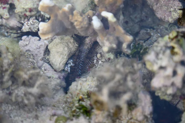 Das Foto Zeigt Den Meeresboden Einem Korallenriff Man Viele Seeigel — Stockfoto