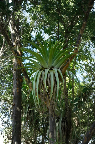 Foto Genomen Jungle Van Dominicaanse Republiek Epifytenrestauraties Groeien Een Andere — Stockfoto