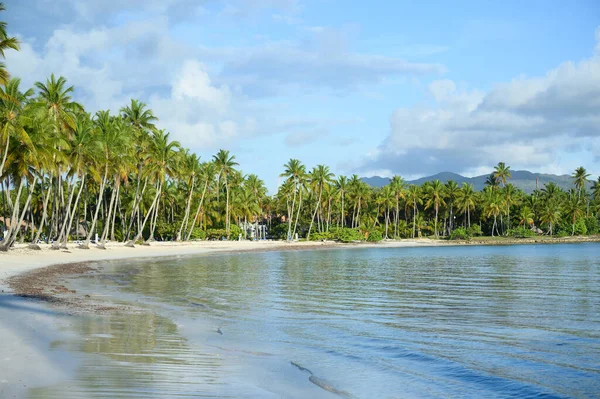 照片摄于多米尼加共和国的丛林里 图上清楚地显示了椰子树和其他热带植物 这张照片非常明亮 — 图库照片