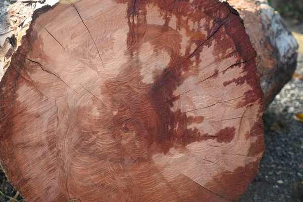 Foto Árbol Rojo Aserrado Madera Fue Tomada República Dominicana Por — Foto de Stock