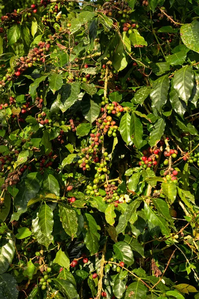 Surowe Owoce Roślin Kawy Dzień Rano Gotowe Zbierania — Zdjęcie stockowe