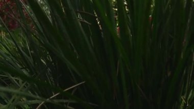 Egzotik bitki yaprakları arasında kamera hareketi. Tropikal bitkinin kısa video 4K 'sı. Kamera ön tropikal bitkiyi hareket ettir. Herb orman ekosisteminin bir parçasıdır. Karayip adasındaki milli park.