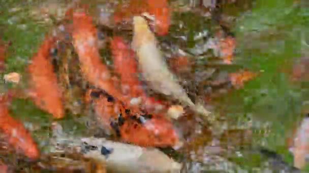 Πολλοί Υδατάνθρακες Ψαριών Γλυκού Νερού Μαύροι Και Πορτοκαλί Βρίσκονται Στο — Αρχείο Βίντεο