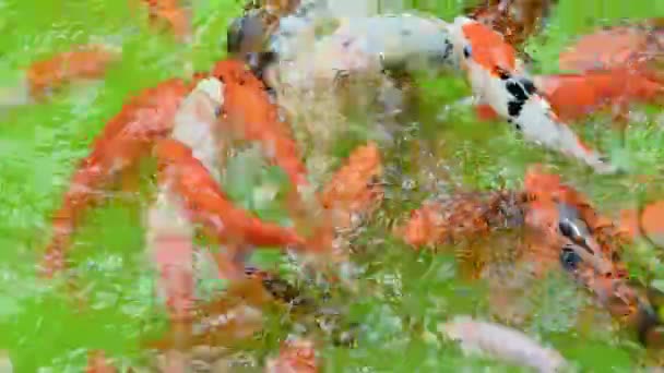 Many Freshwater Fish Carp Black Orange Found Water Carps Live — Stock Video