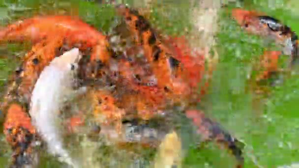 Viele Süßwasserfische Schwarze Und Orangefarbene Sind Wasser Finden Karpfen Leben — Stockvideo