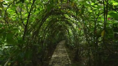 Yamyam çiçeğinin yeşil tüneli. Egzotik bitkilerin ormanında yaşayan bir kemer. Taze canlı pergola altında yeşil geçiş. Gül bitkisinin sokağı yeni bir manzara açıyor. Yeşil yol peyzaj tasarımının özel elementleridir..