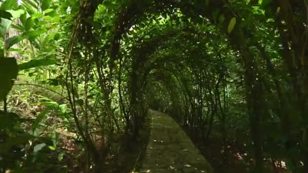 Grüner Tunnel Aus Hibiskusrosensträuchern Ein Lebendiger Bogen Dschungel Exotischer Pflanzen — Stockvideo