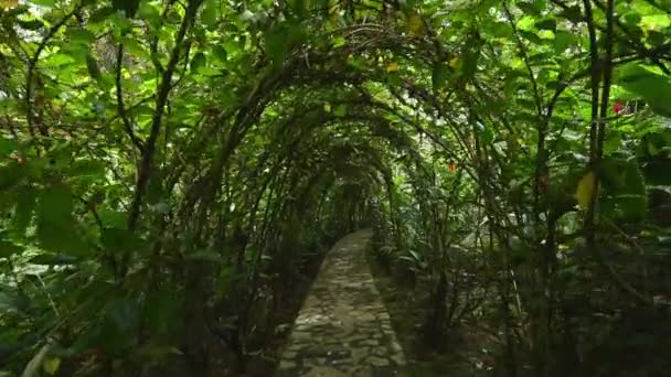 Grüner Tunnel Aus Hibiskusrosensträuchern Ein Lebendiger Bogen Dschungel Exotischer Pflanzen — Stockvideo