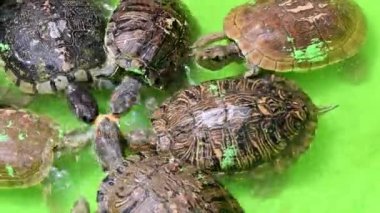 Kaplumbağa doğal gölde. Göletteki sürüngenler. Yatay video 4K. Havuzda bir sürü su hayvanı var. Göldeki renkli amfibik vahşi hayvanlar. Sevimli egzotik hayvan..