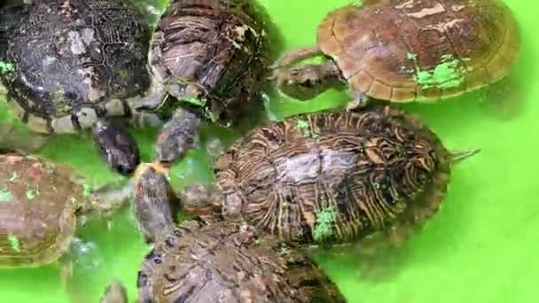 Schildpad Natuurlijke Lagune Reptielen Dieren Vijver Horizontale Video Veel Waterdieren — Stockvideo