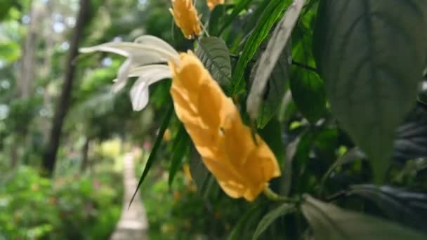 Flor Tropical Cor Amarela Flora Selva Exótica Biodiversidade Floresta Caminhando — Vídeo de Stock