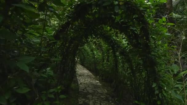 Grüner Tunnel Aus Hibiskusrosensträuchern Ein Lebendiger Bogen Dschungel Exotischer Pflanzen — Stockvideo