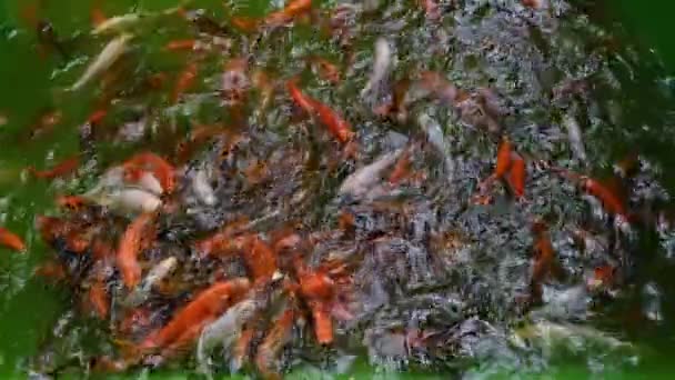 Molte Carpe Pesce Acqua Dolce Nere Arancioni Trovano Acqua Carpe — Video Stock