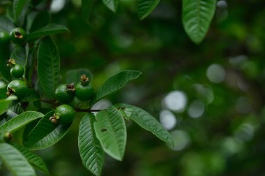 Fotoğrafta guava meyveli bir ağaç görülüyor. Meyveler hâlâ olgunlaşmamış, yeşil renkli ve üzerinde solmuş bir çiçek var. Ağaçta tropik meyveler yetişir..