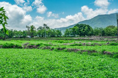 Fotoğrafta marul fidanlığı var. Sebze tarlası suyla doludur ve birçok beyaz kuş onun üzerinde birikir. Kuşlar sebze bahçesindeki solucanlarla beslenirler..