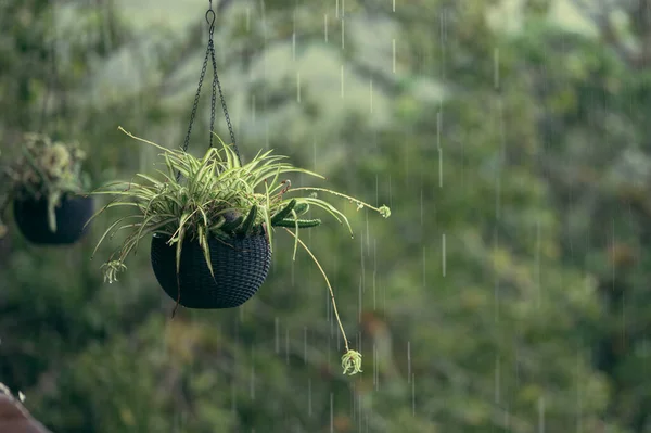 Foto Toont Tropische Planten Een Zwarte Bloempot Gemaakt Van Organisch — Stockfoto