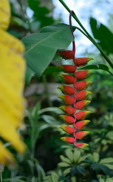 Das Foto Zeigt Eine Exotische Blume Die Auf Einer Karibikinsel — Stockfoto