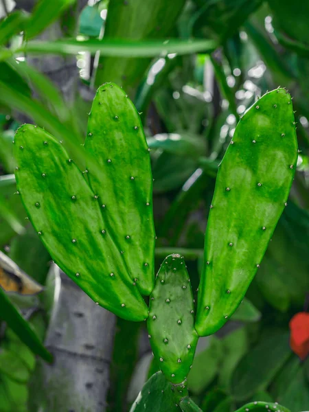 Foto Toont Delen Van Een Cactus Exotische Sappige Plant Bevat — Stockfoto