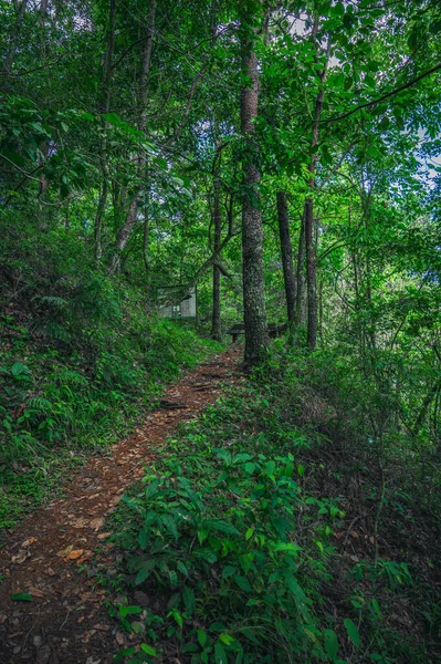 Foto Mostra Una Strada Montagna Potrete Cavalcare Cavalli Asini Correre — Foto Stock