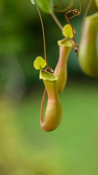 Foto Toont Een Tropische Plant Die Zich Kan Voeden Met Stockfoto