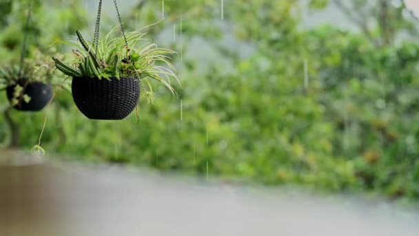 Tropische Hängepflanze Während Der Regenzeit Video Dschungel Tropfen Regnerisches Wasser — Stockvideo