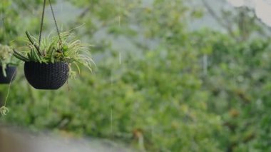 Yağmur damlaları sırasında orman bitkileri. Ormanda 4K videosu. Güney Amerika adasına tropikal yağmur suyu dök. Parktaki egzotik çimenler süslenmiş kafe..