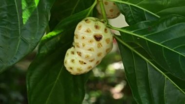 Ağaçta noni meyvesi. Yapraklı Morinda meyvesi. Egzotik meyveler ağaçta yetişiyor. Vahşi tropikal ormanda yapılan bir film. Dominik Cumhuriyeti 'nde yapılan video.