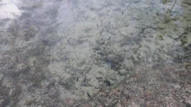 Su altında balıklarla birlikte 4K videosu var. Okyanusun dibindeki kum. Deniz biyolojik çeşitliliği. Beyaz kum ve deniz hayvanlarıyla Atlantik Okyanusu.