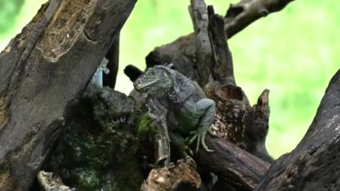 Doğadaki vahşi hayvan. Canlı sürüngen iguanasının 4K videosu. Doğada yaşayan iguana. Ağacın dalındaki sürüngen vahşi hayvan. Canlı davranış yeşil kertenkele. Parkta egzotik bir hayvan.