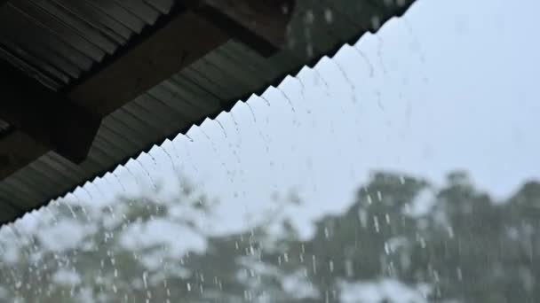Tempo Pioggia Dal Tetto Metallo Video Nella Foresta Tropicale Film — Video Stock