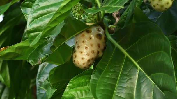 植物のモリンダの果実 緑色の葉を持つ非熱帯果実 ビデオ4K エキゾチックな果実は木の上で成長しない 野生の熱帯雨林で作られた映画 ドミニカ共和国で作られたビデオ — ストック動画