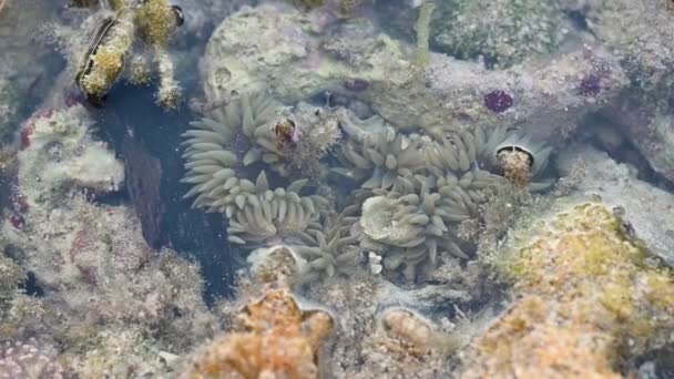 Видео Показывает Морское Дно Коралловом Рифе Можно Увидеть Много Морских — стоковое видео