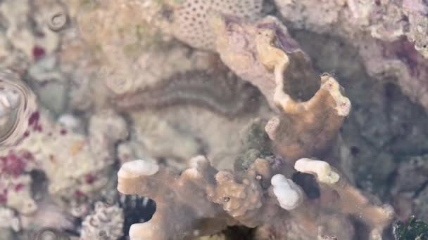 ビデオ4Kは 多くのウニを見ることができるサンゴ礁の海底を示しています 大西洋は干潮時に生物多様性を示した 海洋生物は自然環境に生息しています — ストック動画