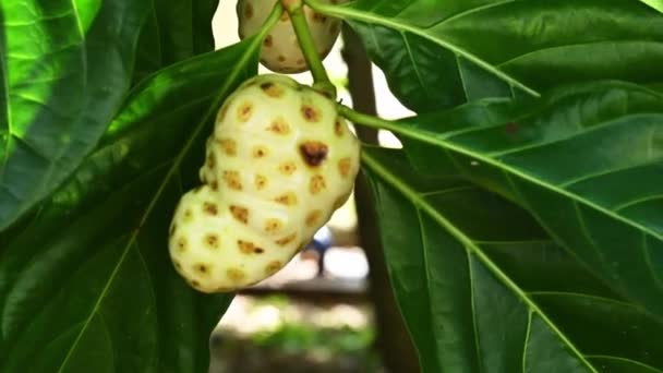 Fruta Noni Árvore Morinda Fruta Com Folhas Vídeo Fruta Exótica — Vídeo de Stock