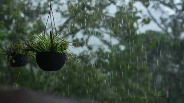 Boskruiden Tijdens Regendruppels Video Het Bos Drinkwater Van Tropische Regen — Stockvideo