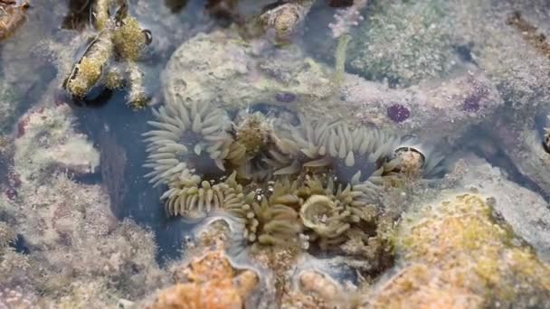 Video Visar Havsbotten Korallrev Där Kan Många Sjöborrar Atlanten Visade — Stockvideo