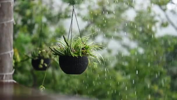 下雨天热带悬挂植物 视频4K在丛林里 在天堂岛上泼洒雨水 公园里装饰着异国情调的新鲜植物 — 图库视频影像