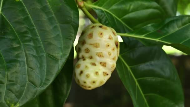 Noni Fruit Aan Boom Morinda Fruit Met Bladeren Exotisch Fruit — Stockvideo