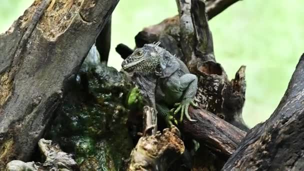 木の上の野生動物イグアナ ビデオ Life Dragon Iguana 自然の中でイグアナの生活 枝の木に野生動物を爬虫類 生きた行動緑のトカゲ 公園内のエキゾチックな動物 — ストック動画