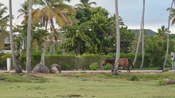 Dos Caballos Marrones Comen Hierba Césped Caballos Entre Árboles Tropicales — Vídeos de Stock