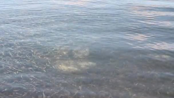 Video Visar Vattenytan Karibiska Havet Havets Akvatiska Strålar Reflekterar Solens — Stockvideo